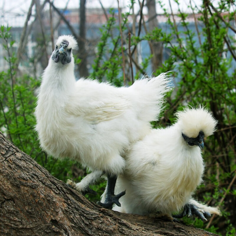 依禾农庄 白凤乌鸡新鲜宰杀土鸡柴鸡整鸡 整只装 净重约700g/只
