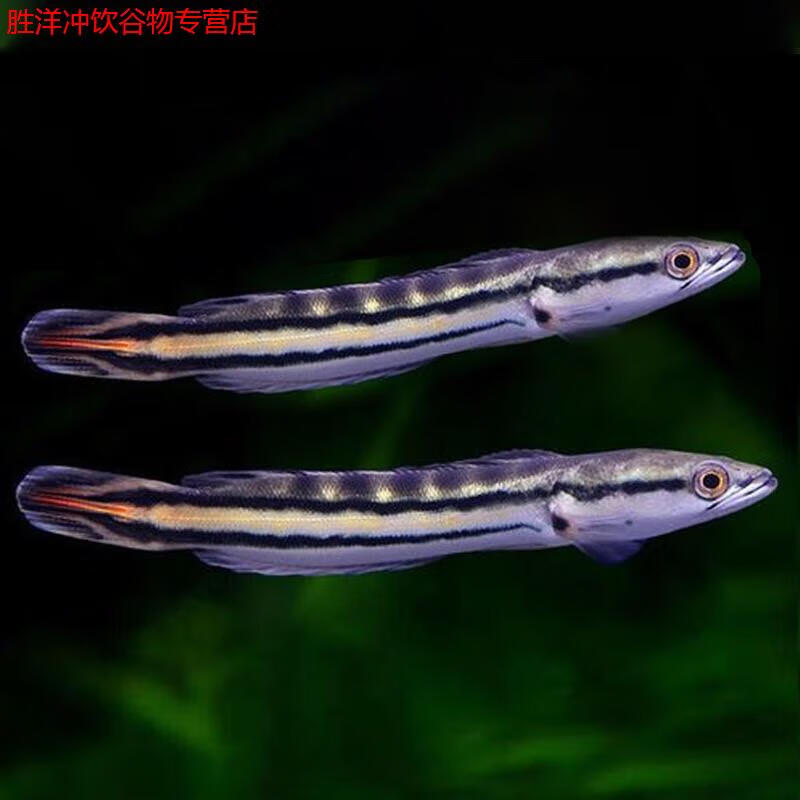 铅笔鱼观赏鱼活鱼黑魔神七彩海象中加红雷龙中大型凶猛肉食鱼 铅笔鱼
