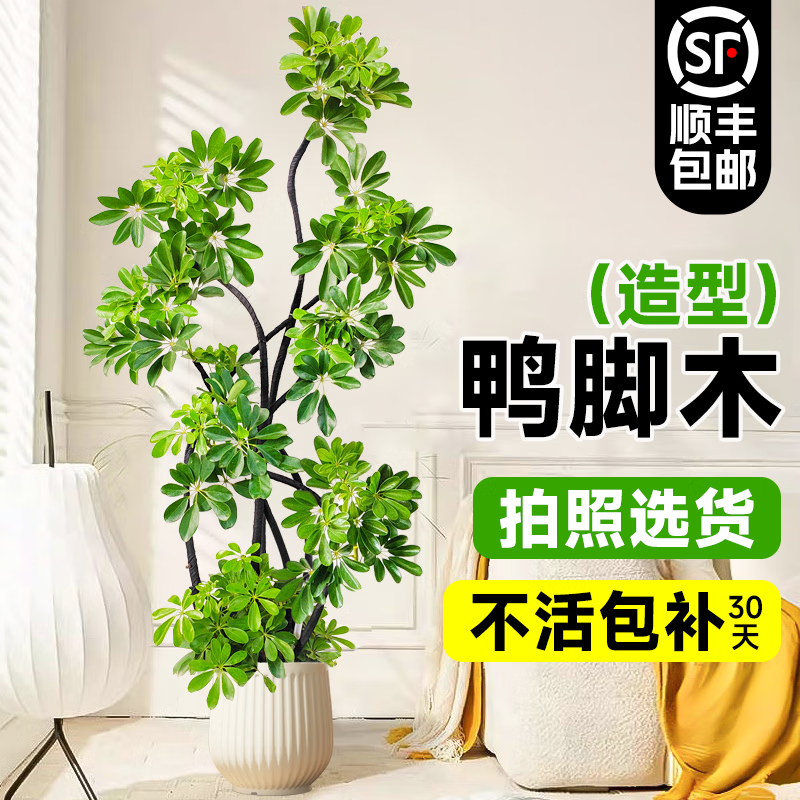 ���ڲ�������������Ѽ��ľ��ֲ���������Է����������������ڰ칫����ش���ֲ�� ����Ѽ��ľ1.5-1.6m+�װ׾۱���