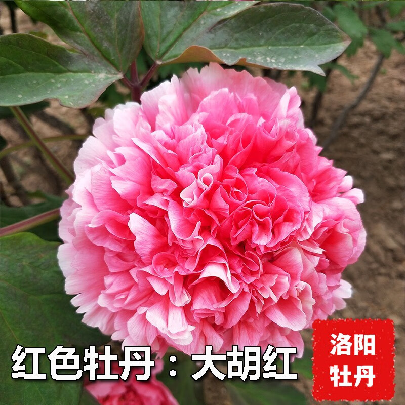 树苗盆栽大苗带花苞牡丹花种四季重瓣花卉 大胡红 牡丹苗2-3分叉 肥料