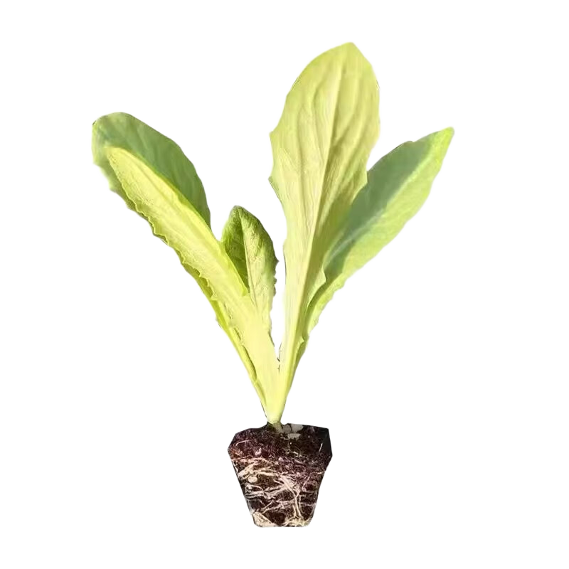 萌肉居蔬菜苗大叶木耳菜秧苗圆叶盆栽地栽叶菜苗木耳菜苗10棵源头直发