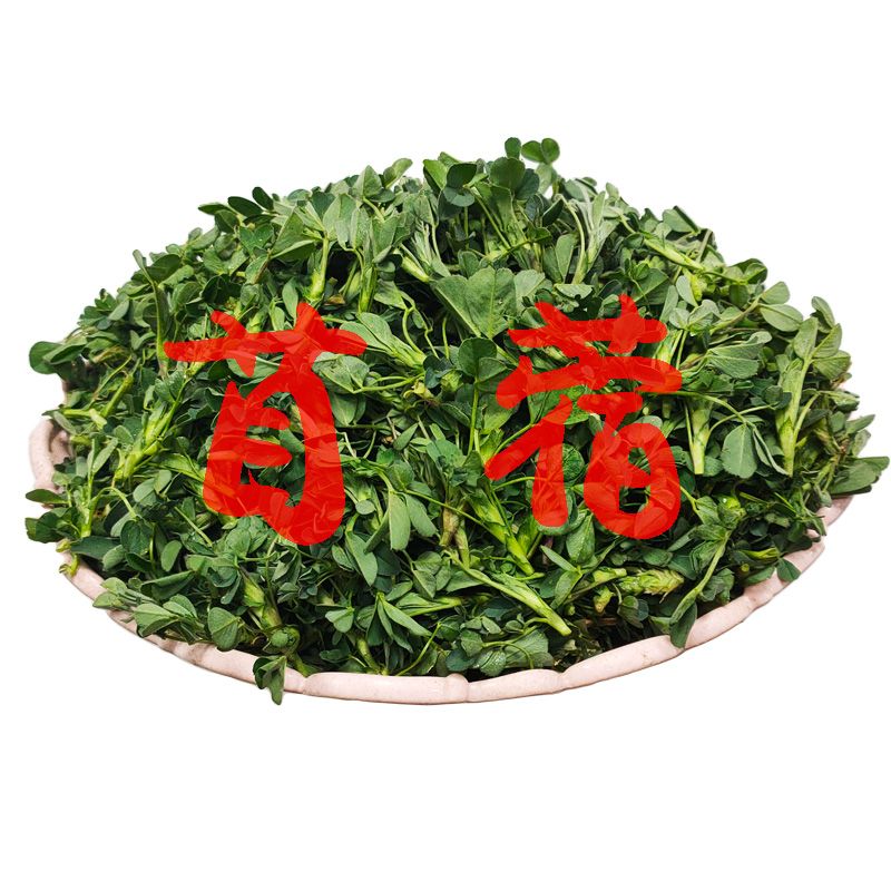 苜蓿菜新鲜头茬苜蓿芽野生新鲜蔬菜农家草头菜食用野菜木须芽包邮