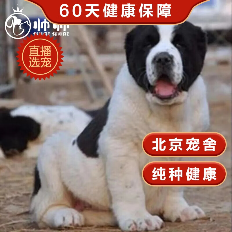 帅帅名宠北京实体【健康保障】纯种中亚牧羊犬活体宠物基地 巨型犬大型犬 赛级