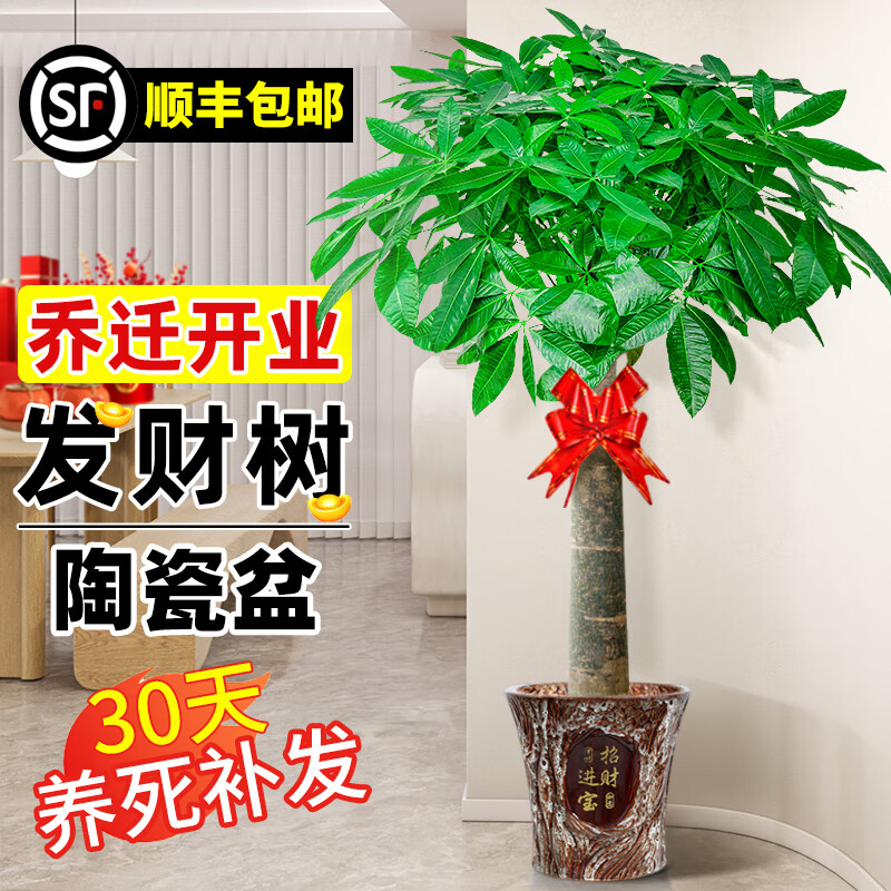 ���ڲ�����������Ǩ��ҵ��������ֲ�����������ŵ�ڷž����������ڰ칫��ֲ�� ������1.5-1.6m���вƽ������衿