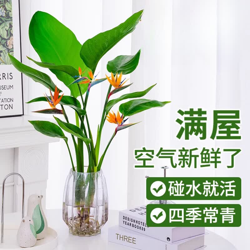 种花迷水培天堂鸟盆栽花卉植物室内客厅绿植面鹤望兰吸甲醛四季好养活 精品水培天堂鸟40-50厘米2棵【不含瓶】