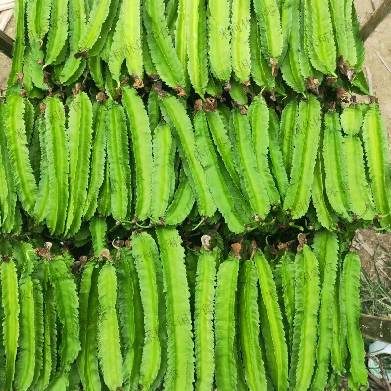 海南龍豆三亞特產(chǎn)四角豆新鮮四棱豆楊桃龍豆蔬菜 帝皇豆 空運(yùn) 1000g