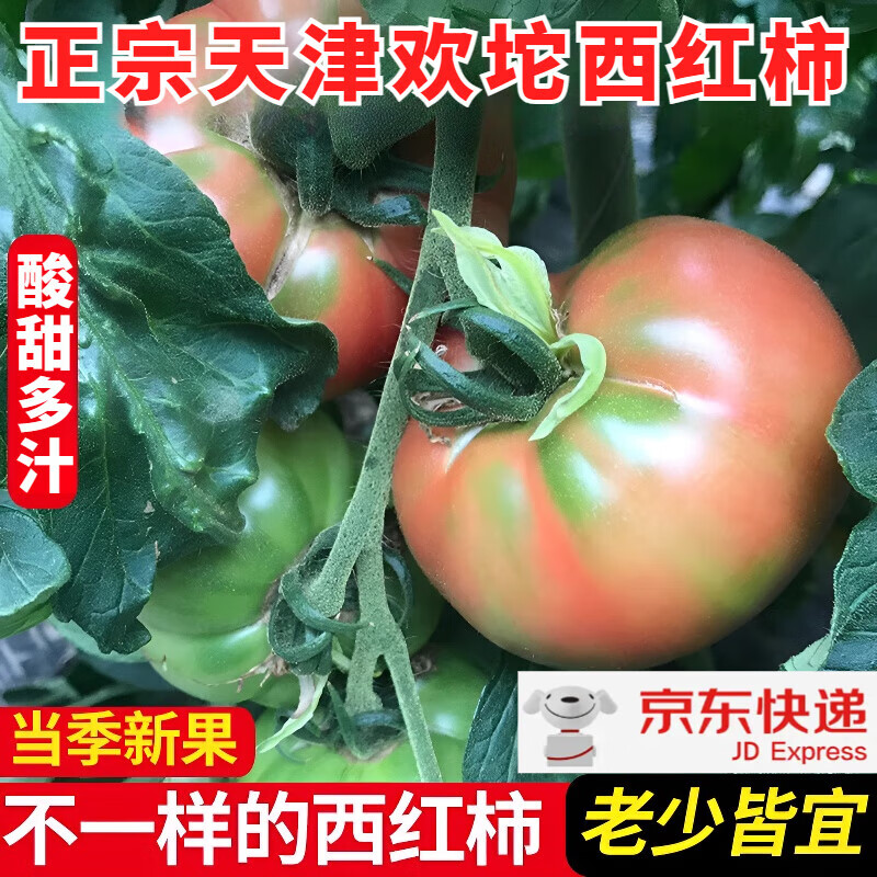 正宗天津欢坨西红柿新鲜草莓铁皮洋柿子水果