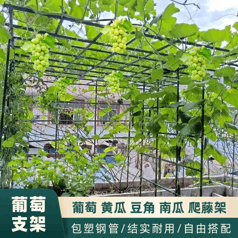 庭院戶外葡萄架百香果專用爬藤架子立柱式牽引架獼猴桃南瓜葫蘆架 長1.8米*寬1.8米*高2.1米
