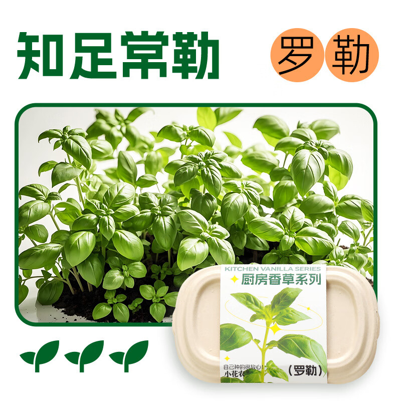 小花农儿童蔬菜花果种植小盆栽种子幼儿园植物生长观察实验套装玩具 厨房香草【罗勒】