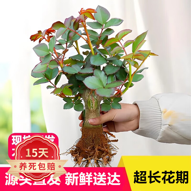 歐悟玫瑰花苗四季開花盆栽花卉觀花植物室內(nèi)月季老樁樹苗特大薔薇花苗 精品老樁玫瑰苗10棵裝