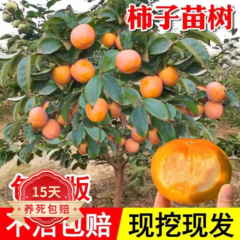 欧悟特大脆甜柿子树苗嫁接柿树苗南方北方种植盆栽地栽庭院阳台果树苗 柿子大树15公分粗【品种备注】 111cm(含)-140cm(含)
