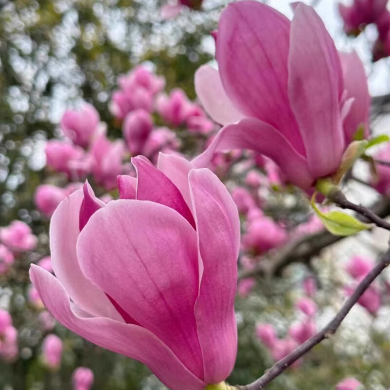 臨雅白蘭花盆栽玉蘭花樹苗帶花苞黃角蘭室內(nèi)庭院濃香花卉四季開花植物 【紫玉蘭花】3公分粗-1.3米高