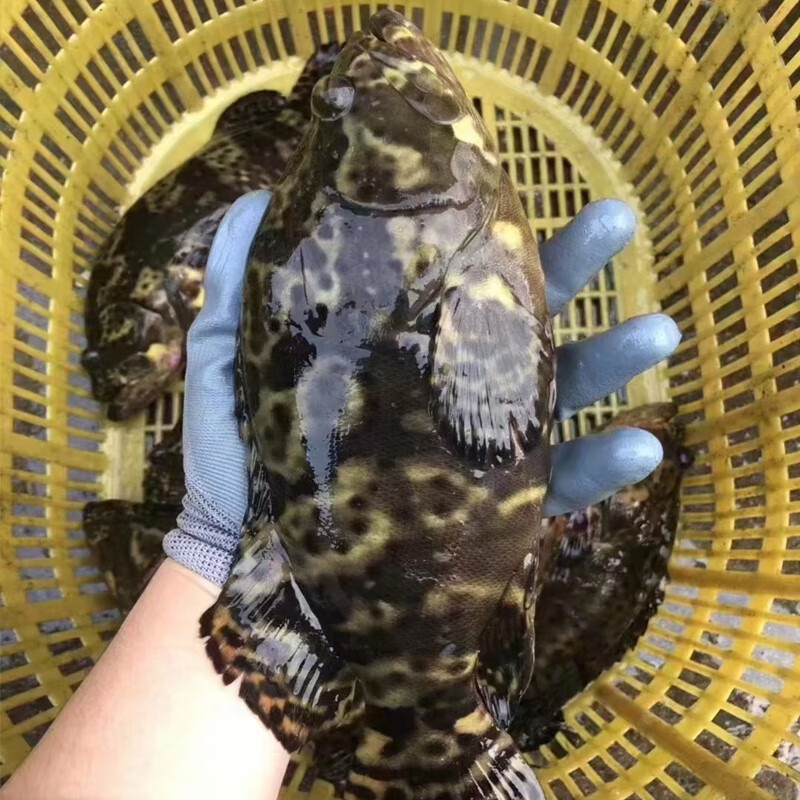 潮海堂海捕石斑鱼冷冻龙胆珍珠斑鱼斑鱼海鲜新鲜速冻可烤鱼生鲜鱼类海鲜 500g-600g/条（净重） 石斑鱼