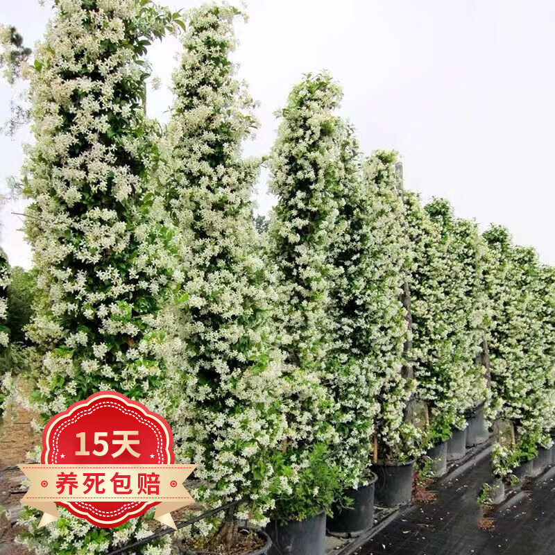 歐悟風(fēng)車茉莉花苗爬藤植物花卉盆栽地栽銀絲茉莉庭院陽(yáng)臺(tái)室外四季常青 白色老樁2.3-2.5米高 原土發(fā)貨
