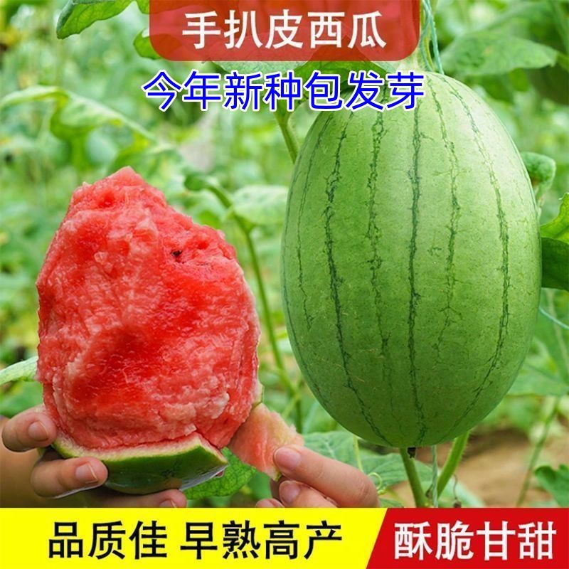 全美2k早春红玉西瓜种子小西瓜种子薄皮手撕西瓜籽四季盆栽西瓜种 红玉2K西瓜种子【可盆栽】 厂装高品质【1包40粒】+肥料