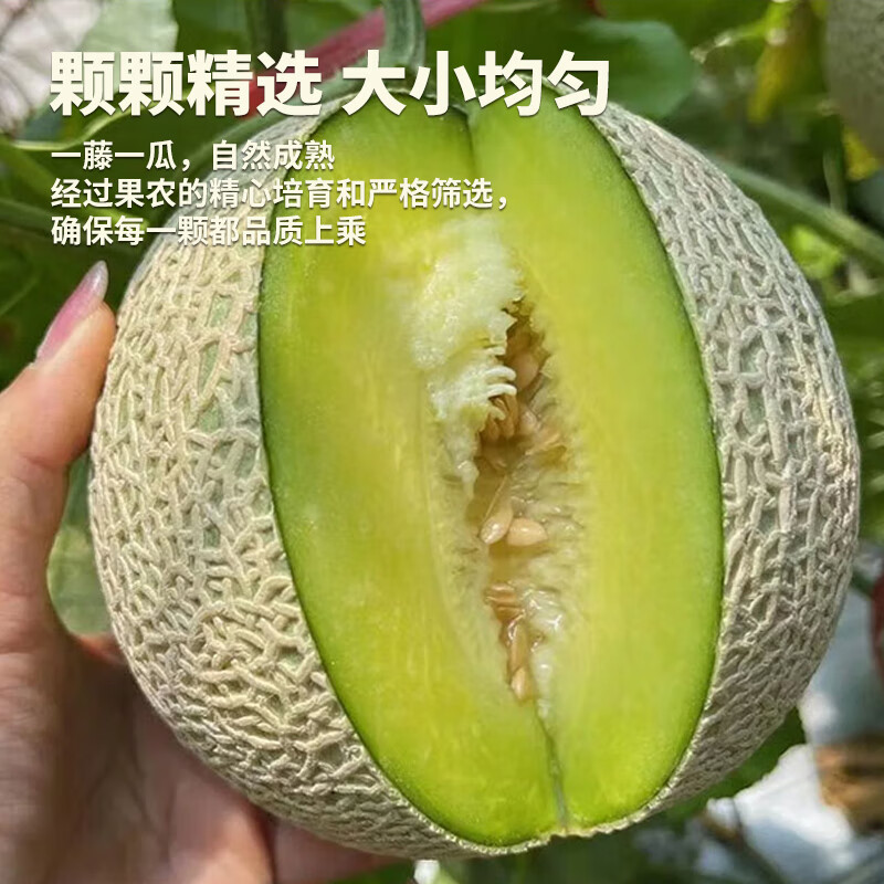 海南玫珑瓜冰淇淋哈密瓜网纹瓜新鲜水果当季甜营养 核心产区直发 4.5-5斤网纹瓜【2-4个】