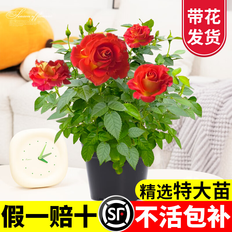 ���� �¼��������֭��̨���������ں��֭��̨��ͷõ�廨������� ����˫����180#�� 22.92Ԫ