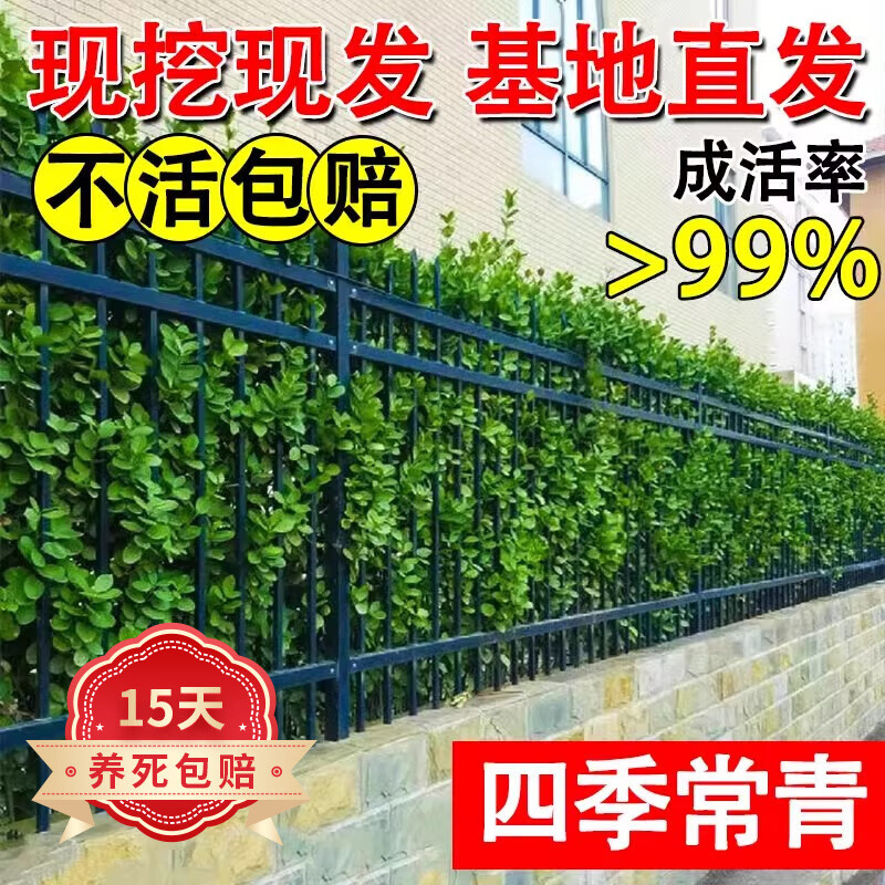 欧悟围墙篱笆植物大叶北海道黄杨苗冬青树苗四季常青耐寒庭院绿篱树苗 北海道黄杨苗1.8-2米10棵带土 81cm(含)-110cm(含)