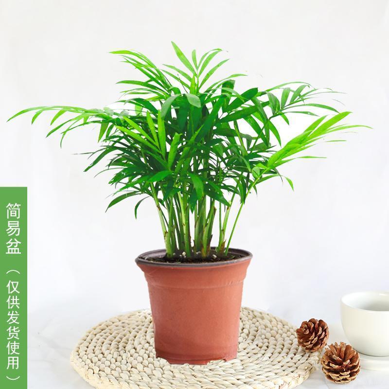 ɢβ�����β�����ļ���������ֲ��������β����ֲ�����칫�� ��β��ԭ��ԭ����Լ12-20��