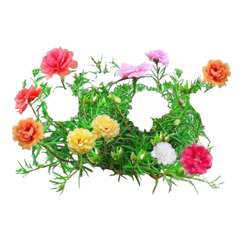 �����ذ�̫������������ֲ������̨�辰��ɫ+�в��մ��� Դͷֱ��