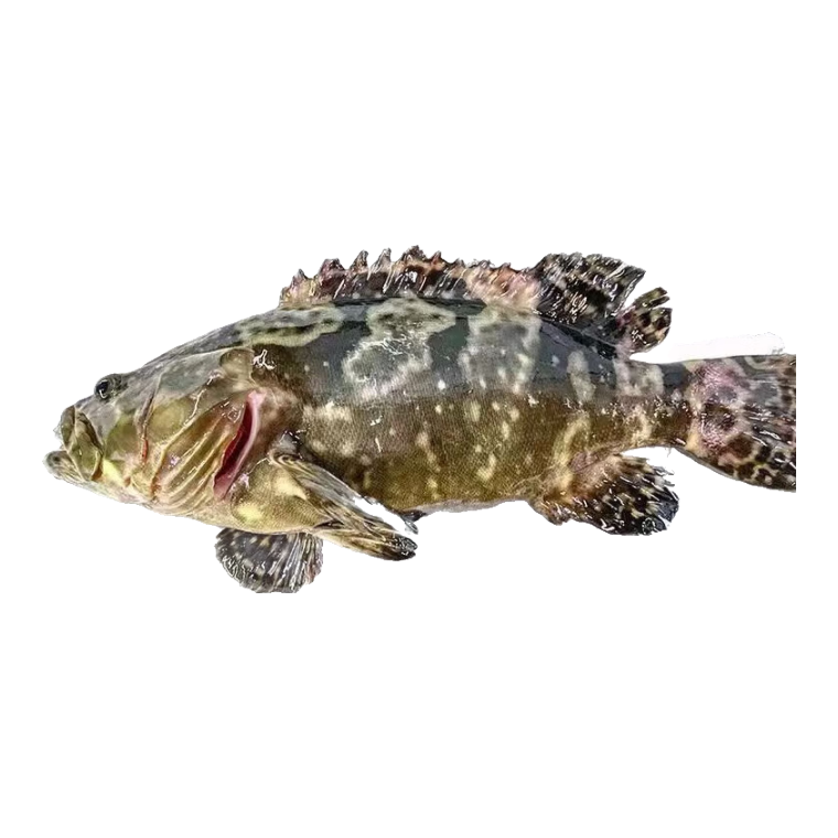 石斑魚鮮活魚冷凍老虎斑龍膽龍躉石斑魚野生海鮮水產(chǎn)新鮮海魚特大 450-500g/條 共發(fā)2條【特惠嘗