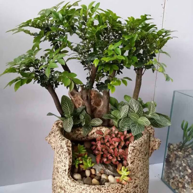 木树桩盆景 室内桌面 植物 花卉 盆栽 黑骨茶 单株