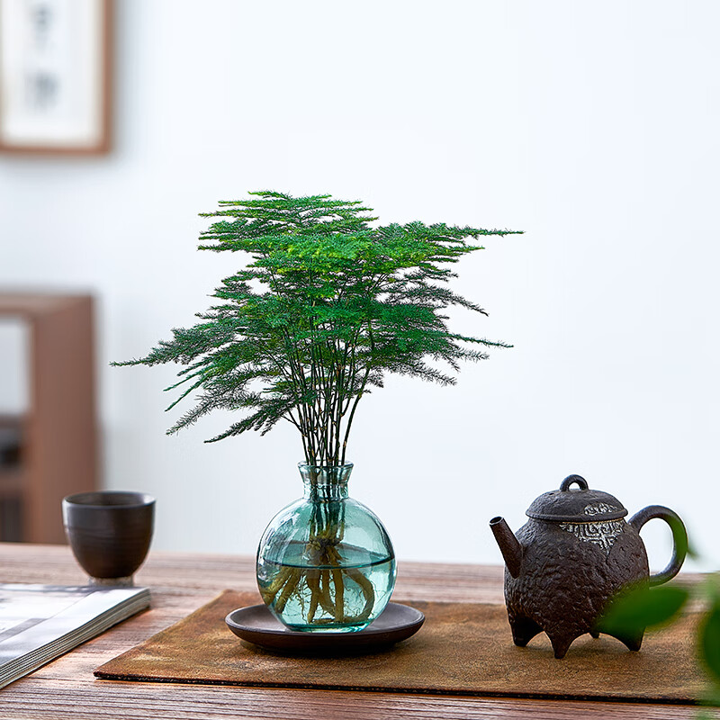 水培植物文竹盆栽室内懒人好养四季常青办公室茶桌办公桌花卉绿植 文竹+圆筒杯+圆塑托