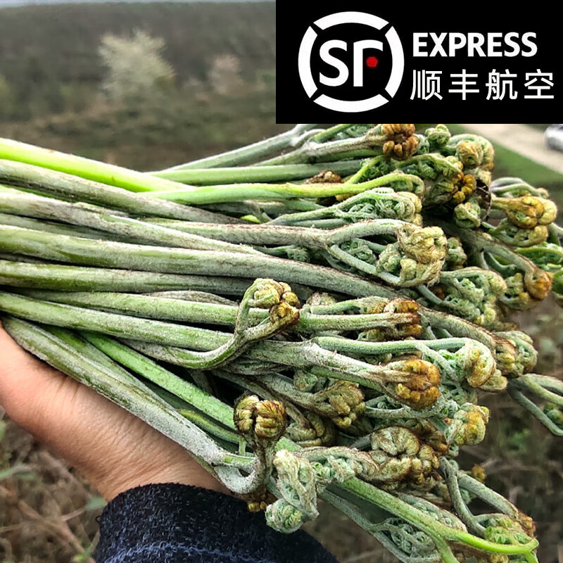 櫻鮮【順豐】貴州新鮮蕨菜野生當(dāng)季時令蔬菜野地菜山青厥菜現(xiàn)采現(xiàn) 1500g