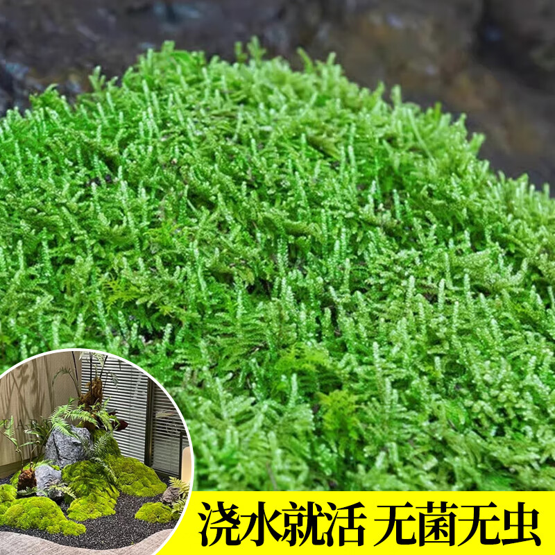 ڲ̦޺΢ʻֲ̦쾰ֲ޼ɽ辰 Ʒ޺(20*20)cm13.8Ԫ