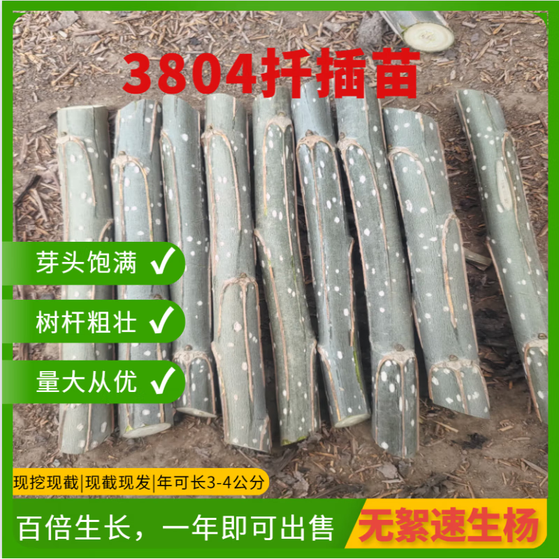 芬岚杨树苗107白杨速生苗3804无絮杨扦插段杨绿化植物造林扦插苗 3804+3412杨扦插段100个 15cm(含)-20cm(不含)