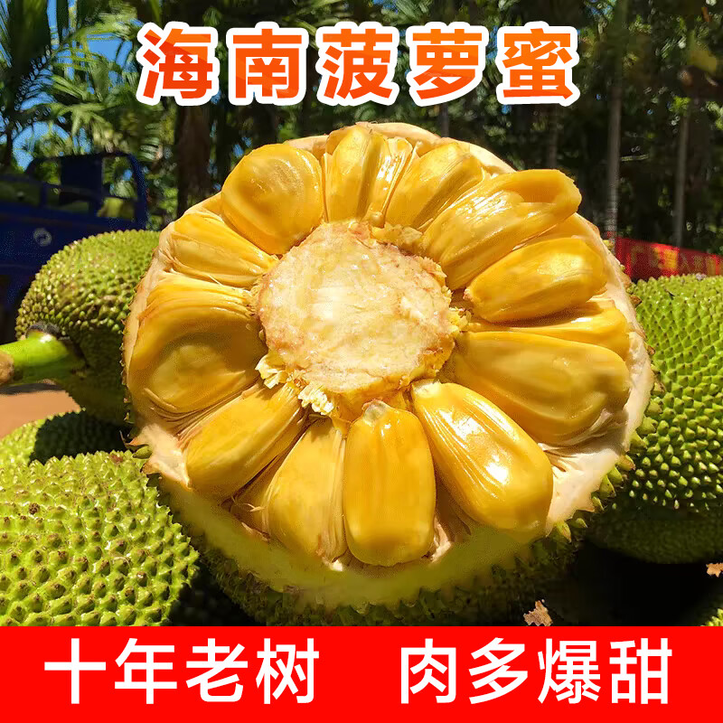 南業(yè)果（NANYEGUO）海南三亞黃肉菠蘿蜜當季新鮮水果精選采摘直發(fā) 20-25斤