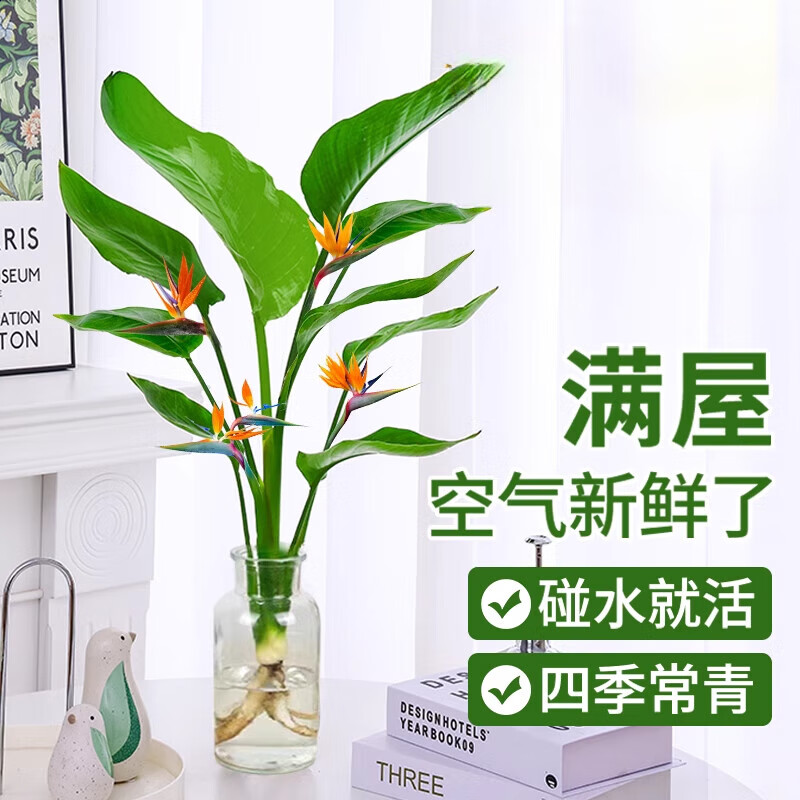 种花迷水培天堂鸟盆栽花卉植物室内客厅绿植面鹤望兰吸甲醛四季好养活 精品水培天堂鸟20-30厘米 2棵【不含瓶】