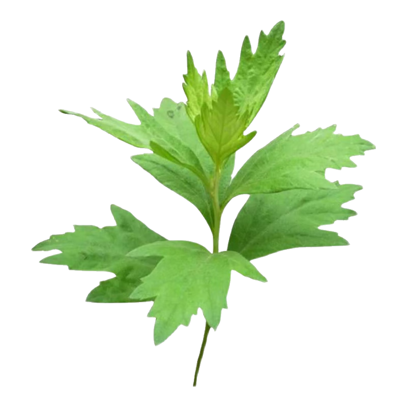 播種心情 艾草種子野生細(xì)葉食用靳艾蒿青蒿香青團(tuán)艾絨草籽 艾草種子1斤