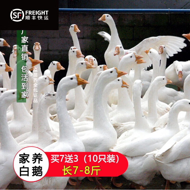 大白鵝活苗產蛋王清遠鵝皖西浙東四季草鵝獅頭鵝三花鵝幼仔小鵝苗 家養(yǎng)大白鵝(包活到手7只)