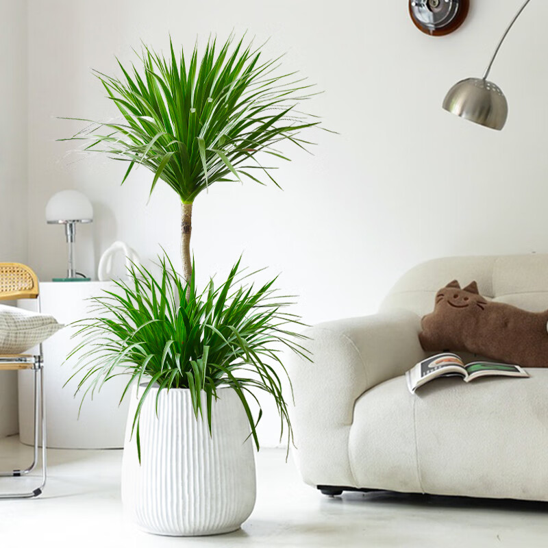 嘆為觀止大型盆栽金錢榕百合竹金錢樹發(fā)財樹清香木辦公室內(nèi)落地款中型植物 雙層龍血樹1.3-1.4米【圓水泥】 含盆