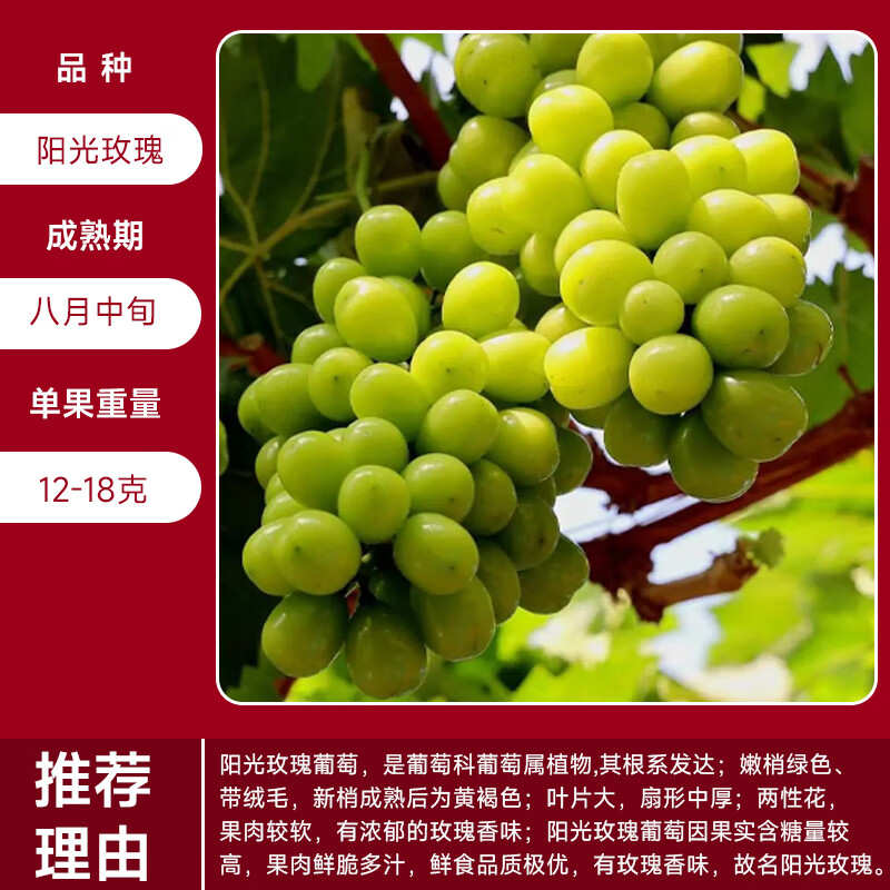 誉满园巨峰葡萄苖阳光玫瑰蓝宝石葡萄树苗无籽南方北方种植盆栽庭院爬藤 阳光玫瑰葡萄苗7年苗当年结果