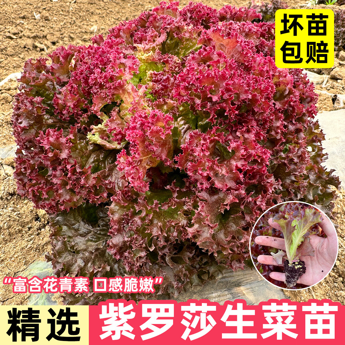 ԭ�������ɯ���������������������ļ����������̨����Ҷ�߲����Ѵ��� ����ɯ�����硾6�á�