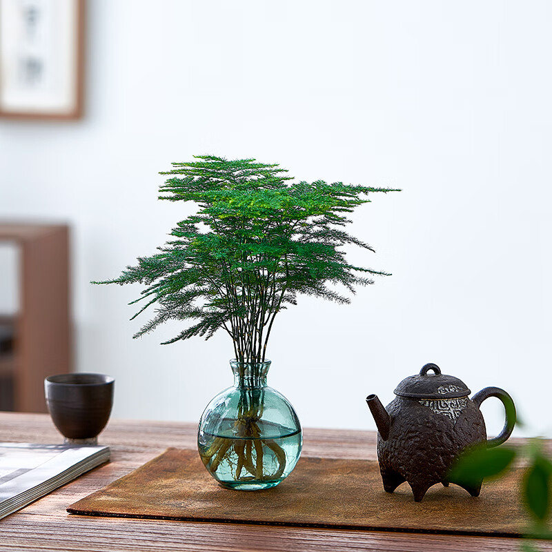 水培植物文竹盆栽室内懒人好养四季常青办公室茶桌办公桌花卉绿植 文竹+圆筒杯+圆塑托