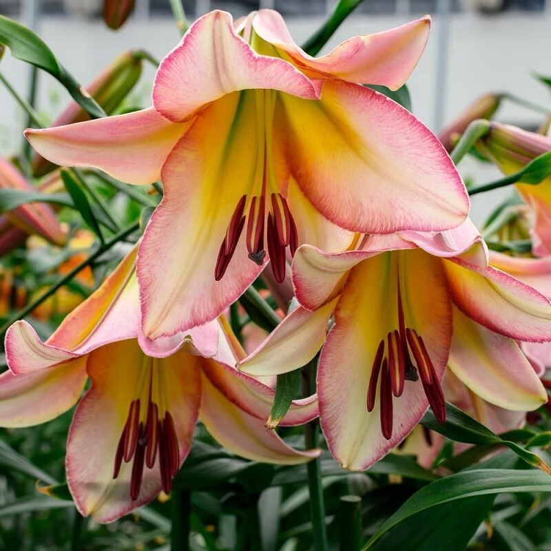 左家花园多个OT百合种球进口喇叭百合花球种子四季易种盆栽地栽多年生球根 北京月亮16-18cm3球