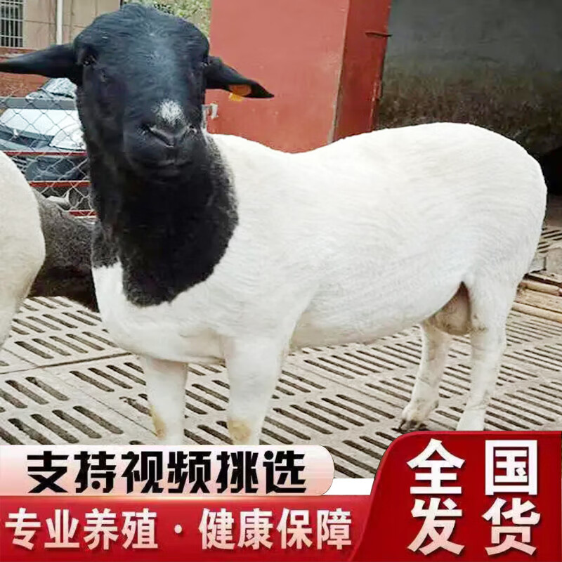 纯种黑头杜泊绵羊小羊羔活羊苗原种6到8个月杜泊绵羊养殖技术服务 小