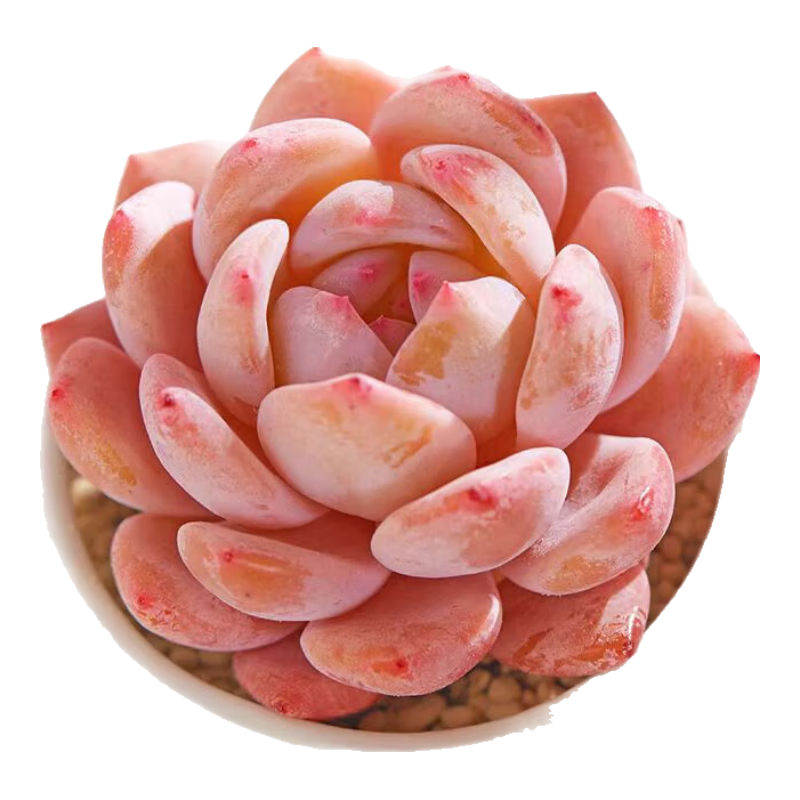 ֲ֮ ¶+С׸մ 2 Դͷֱ    22Ԫ