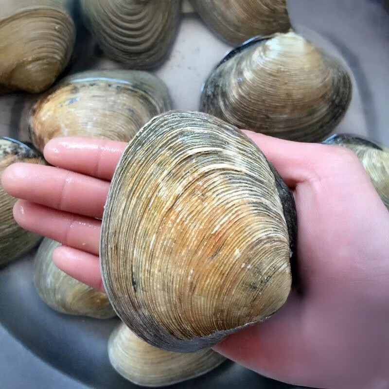 海蘊(yùn)極鮮【活鮮】鮮活天鵝蛋 新鮮海鮮貝類天鵝貝燒烤料理個大肉多 1000g （4-8只）