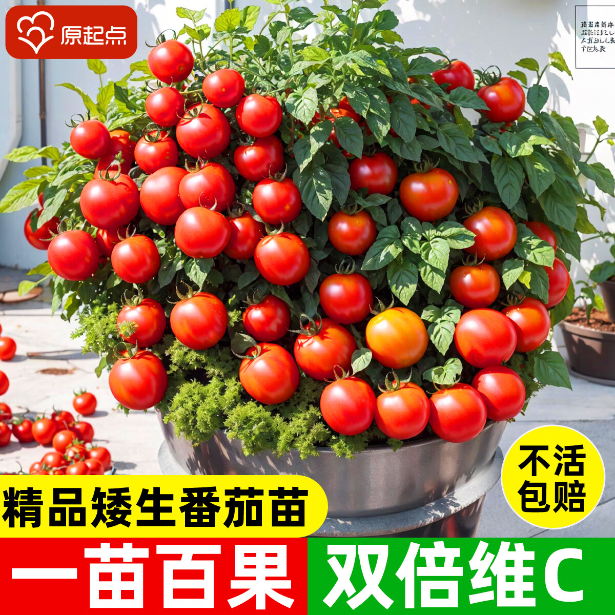 ԭ��㰫������ӣ��С������������ʥŮ�����߲˴�������������ˮ������ �����췬���硾6�á�