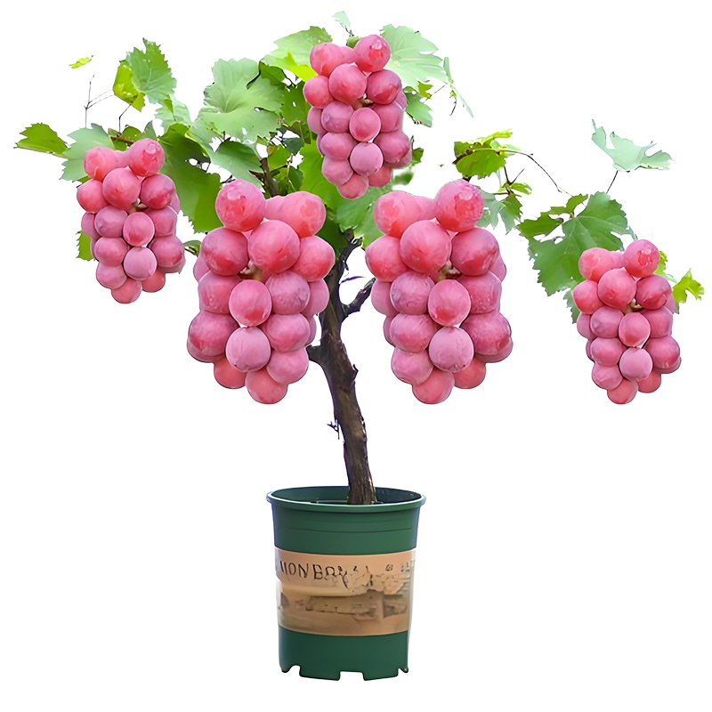 滨淇葡萄苗果树苗妮娜皇后南北方种植 妮娜皇后0.7-1厘米1棵源头直发