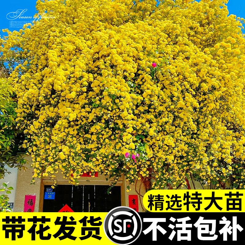 ���Ż�ľ�㻨������ֲ�ﻨ���ذ��ľ������Ǿޱ��̨ͥԺ�ļ��������� ����ľ�㡿����*1�� 79Ԫ��5��(��15.8Ԫ/��)