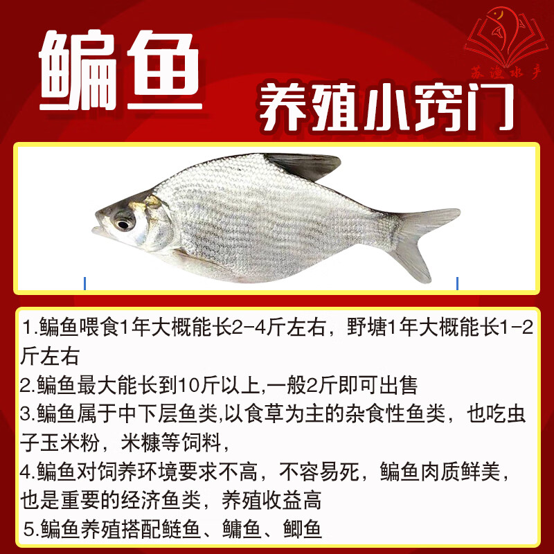 順豐包郵鳊魚苗扁魚苗武昌扁魚三角魴邊魚苗長身鳊魚沙邊魚團(tuán)活體淡水魚苗 8-11公分武昌鳊魚苗 20尾 贈運(yùn)損