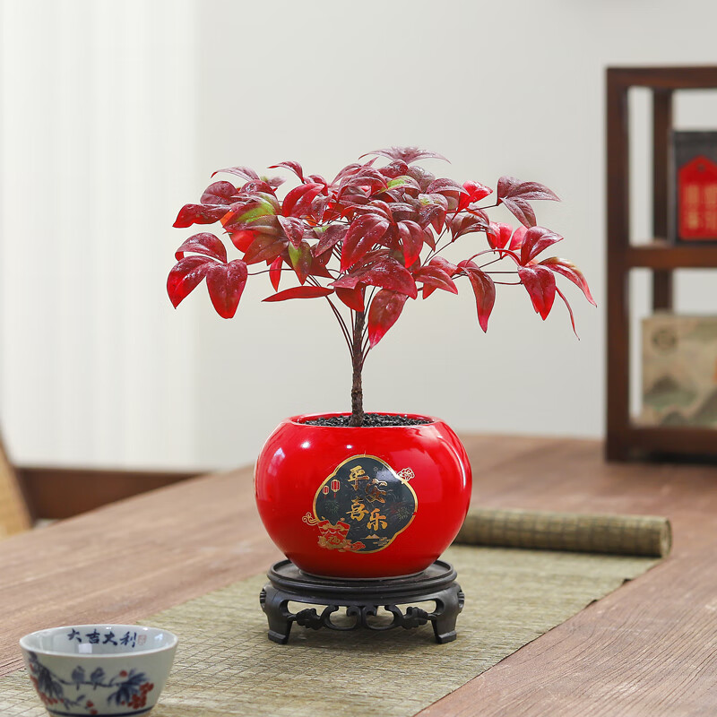八芽南天竹盆栽室内年宵花桌面客厅喜庆好养花卉耐寒绿植过年送礼盆景 南天竹-陶瓷平安喜乐盆-密胺托盘-叶片春绿秋红 带盆栽好