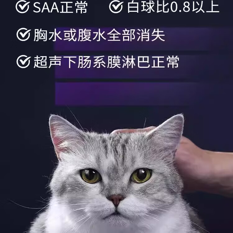 44I1猫腹传针剂水油剂干性湿性传腹针剂片剂大肚子腹水精神食欲差 【加强油剂】6ml/1瓶