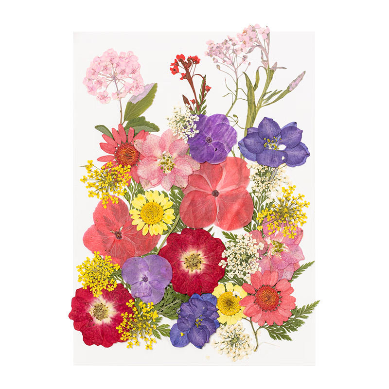 ��ɫ�ɻ���ǩ���ϰ������ֹ�����Сѧ����Ů����ҵ��������ֲ��걾Ī�λ�԰�˵��ö�ɫ30��TS-6136