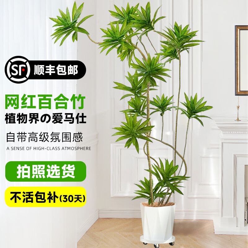 ���ڲ��������Űٺ��������ֲ��߰ٺ�������ֲ������׮�����������ݴ���ֲ�� �ٺ���1.3-1.5m+���������